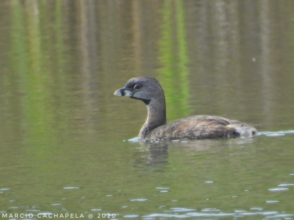 Pied-billed Grebe - Marcio Cachapela