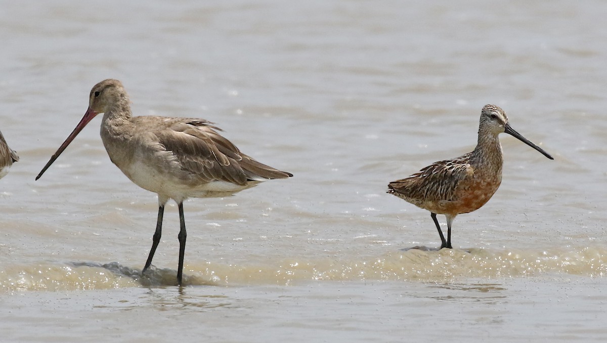 Asian Dowitcher - ML256901311