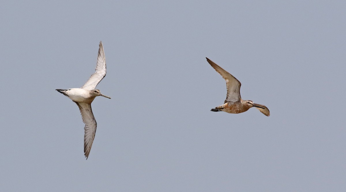 Asian Dowitcher - ML256901401