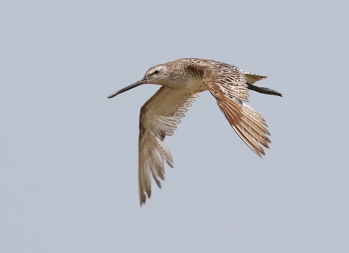 Asian Dowitcher - ML256901411