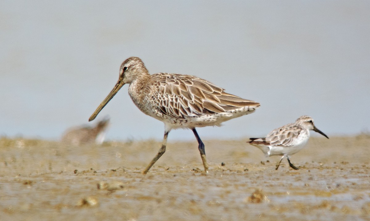 Asian Dowitcher - ML256901751