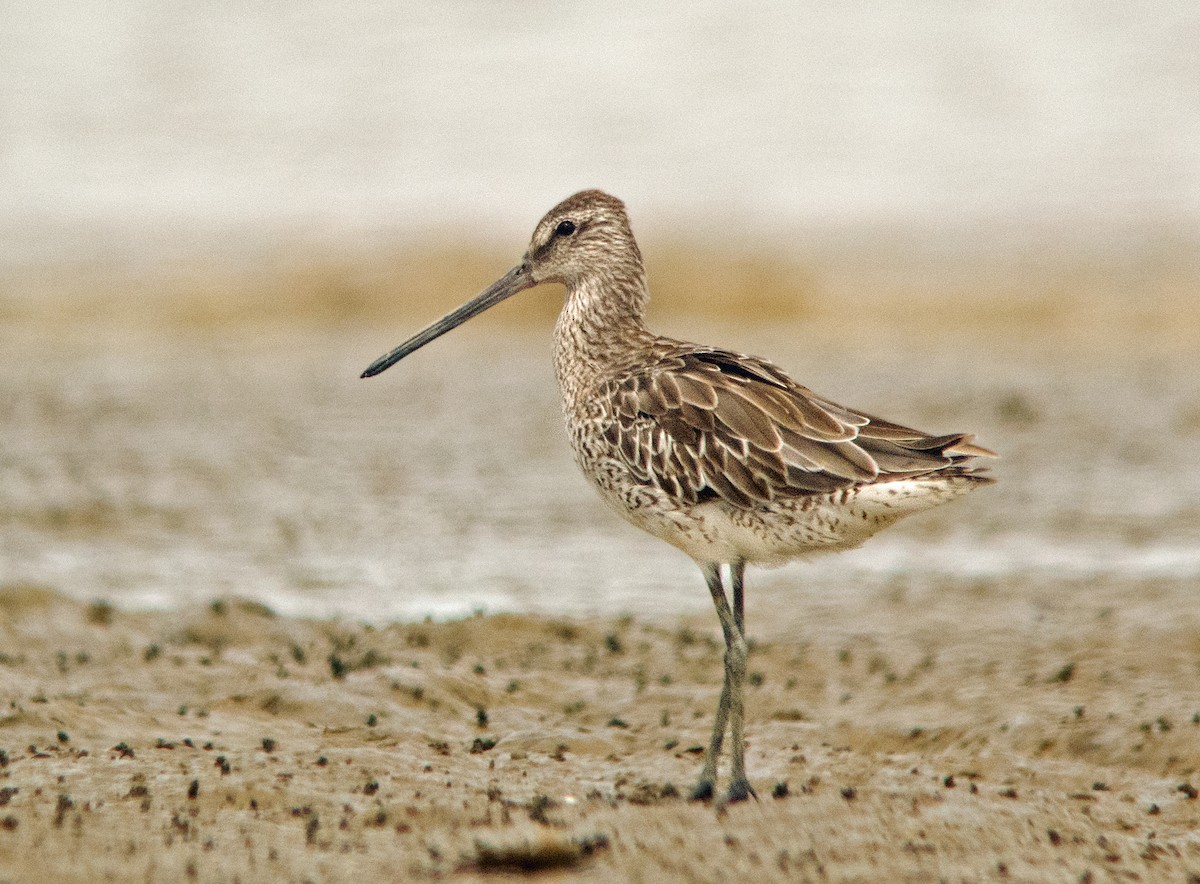 Asian Dowitcher - ML256901761