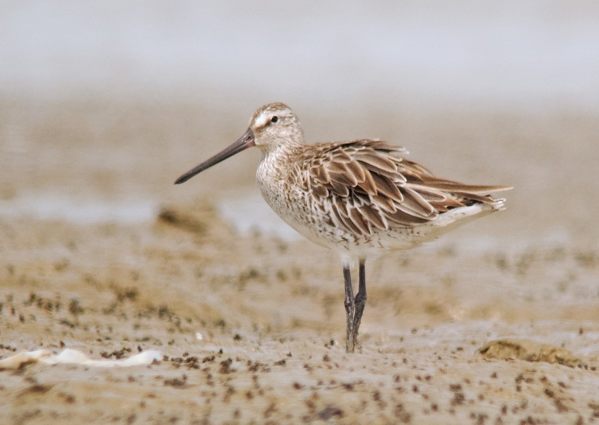 Asian Dowitcher - ML256901771