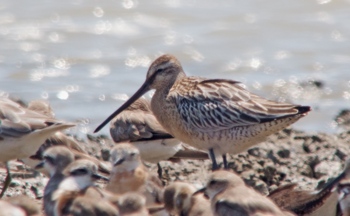 Asian Dowitcher - ML256901781