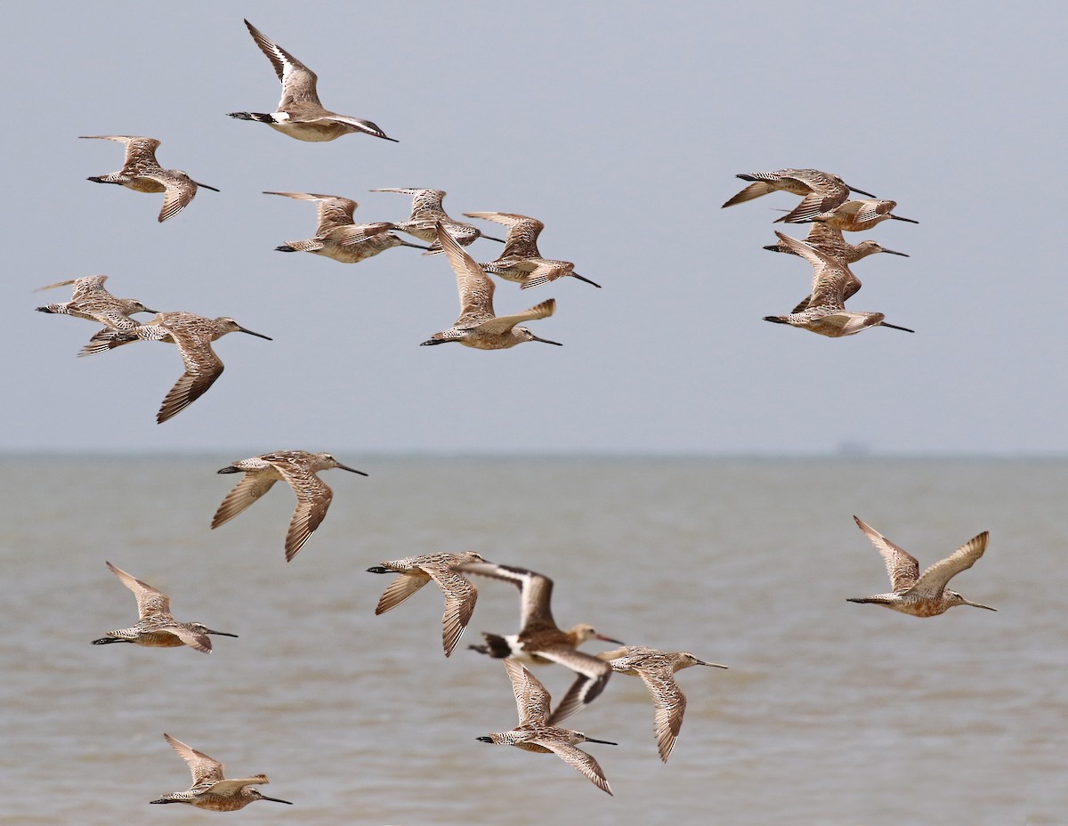 Asian Dowitcher - Dave Bakewell