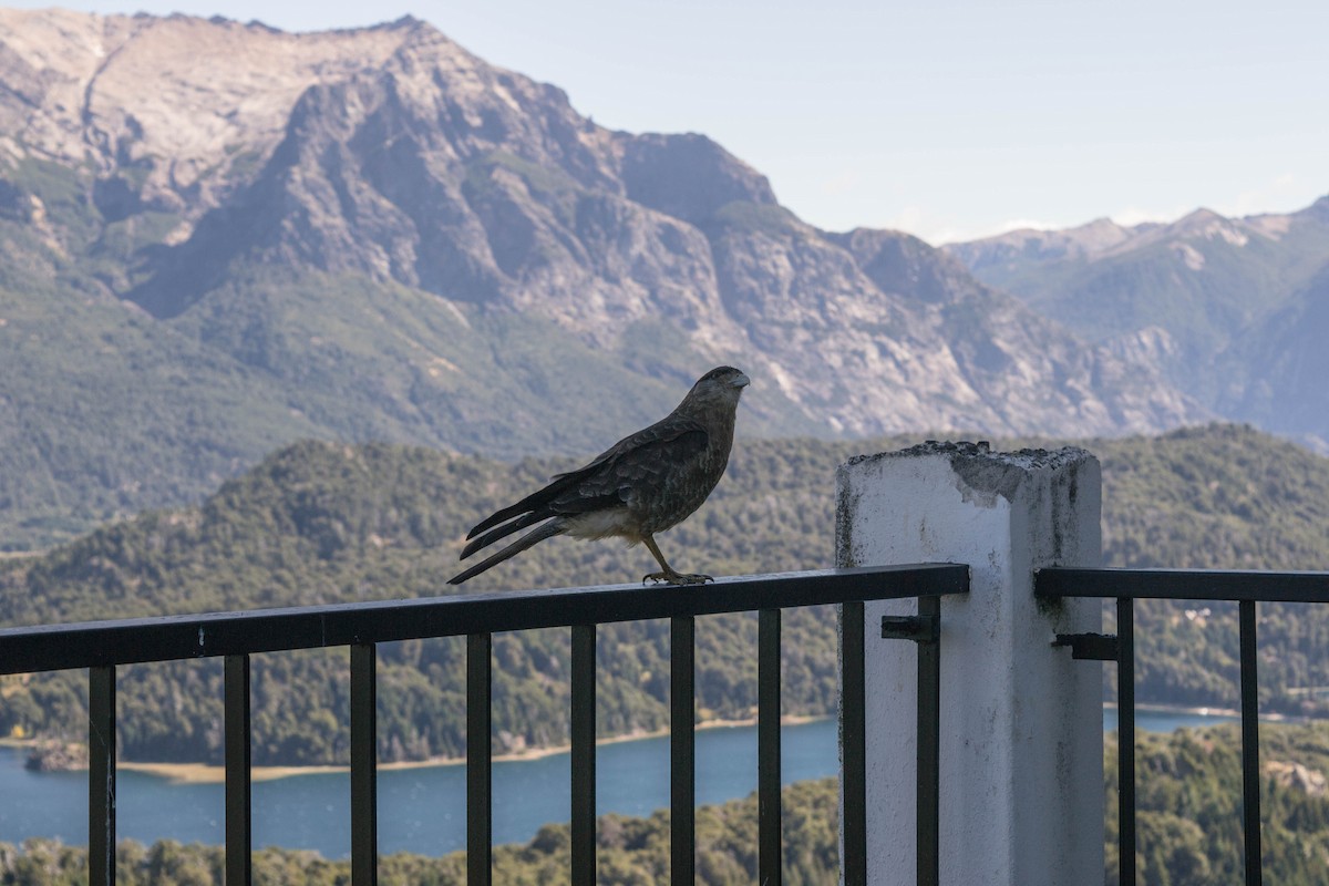 Chimango Caracara - Melina Gavioli