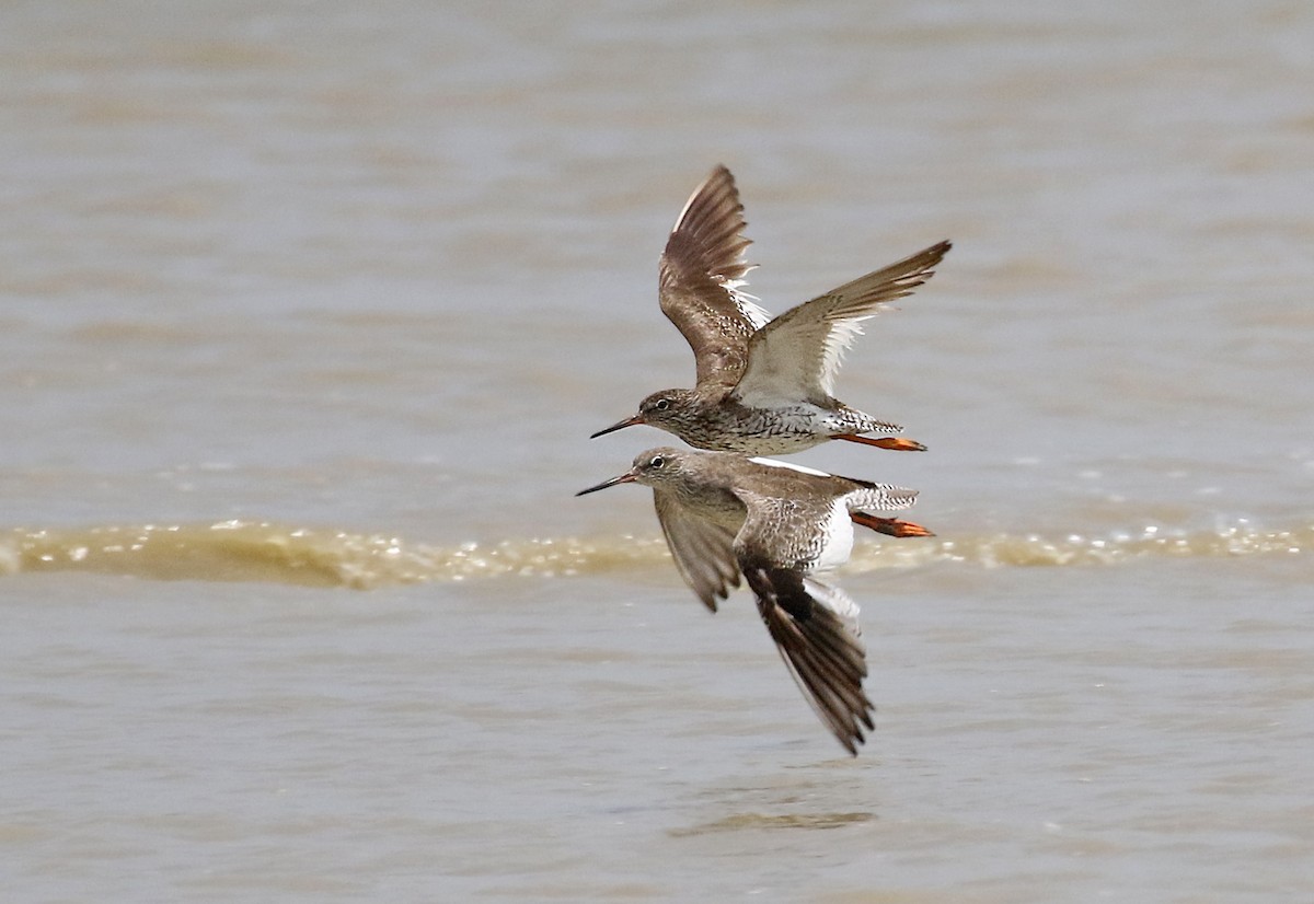 Common Redshank - Dave Bakewell