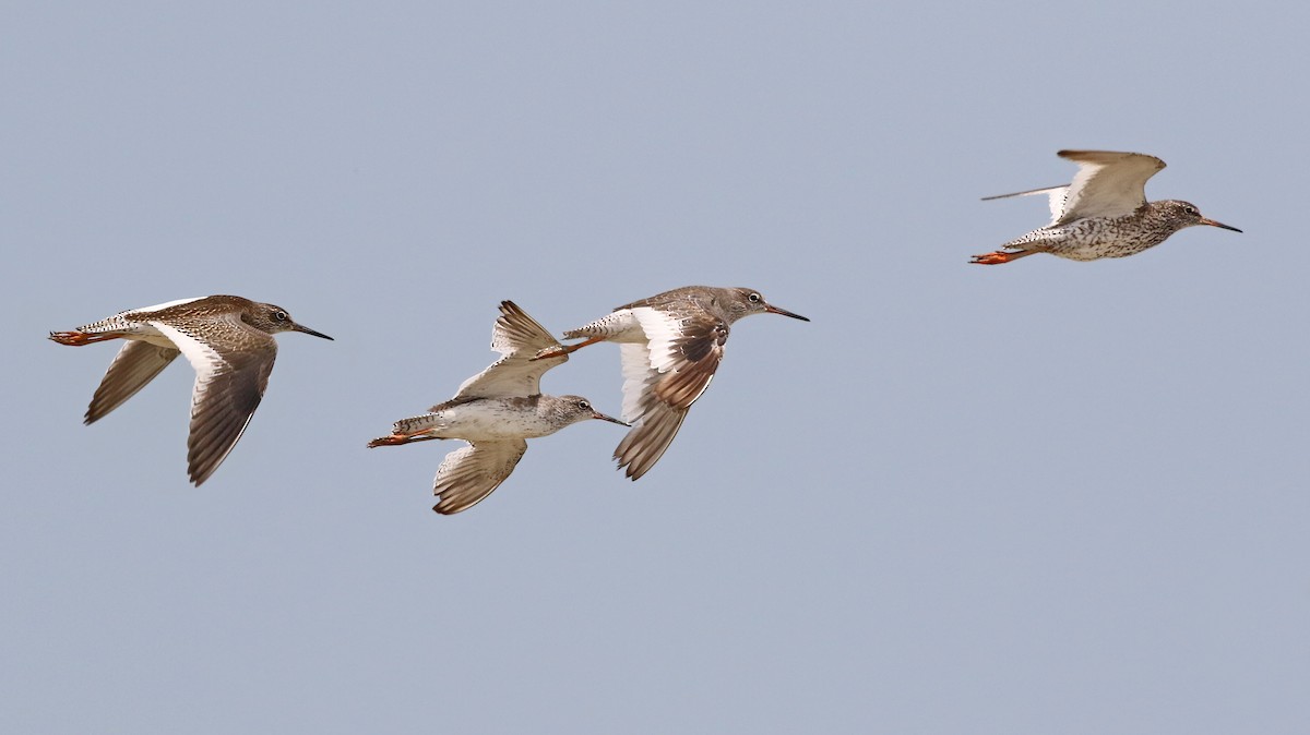 Common Redshank - Dave Bakewell