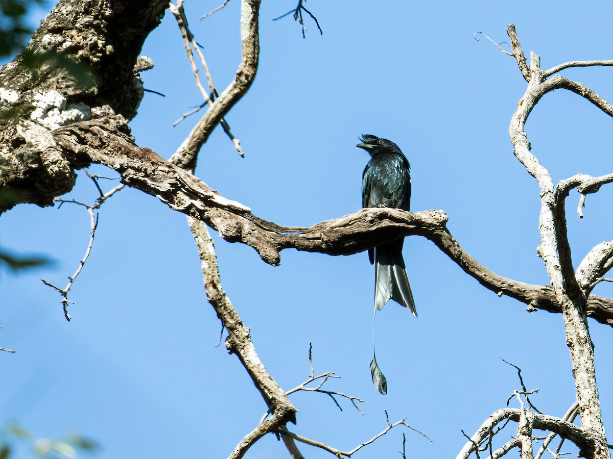 Greater Racket-tailed Drongo - Nick Athanas