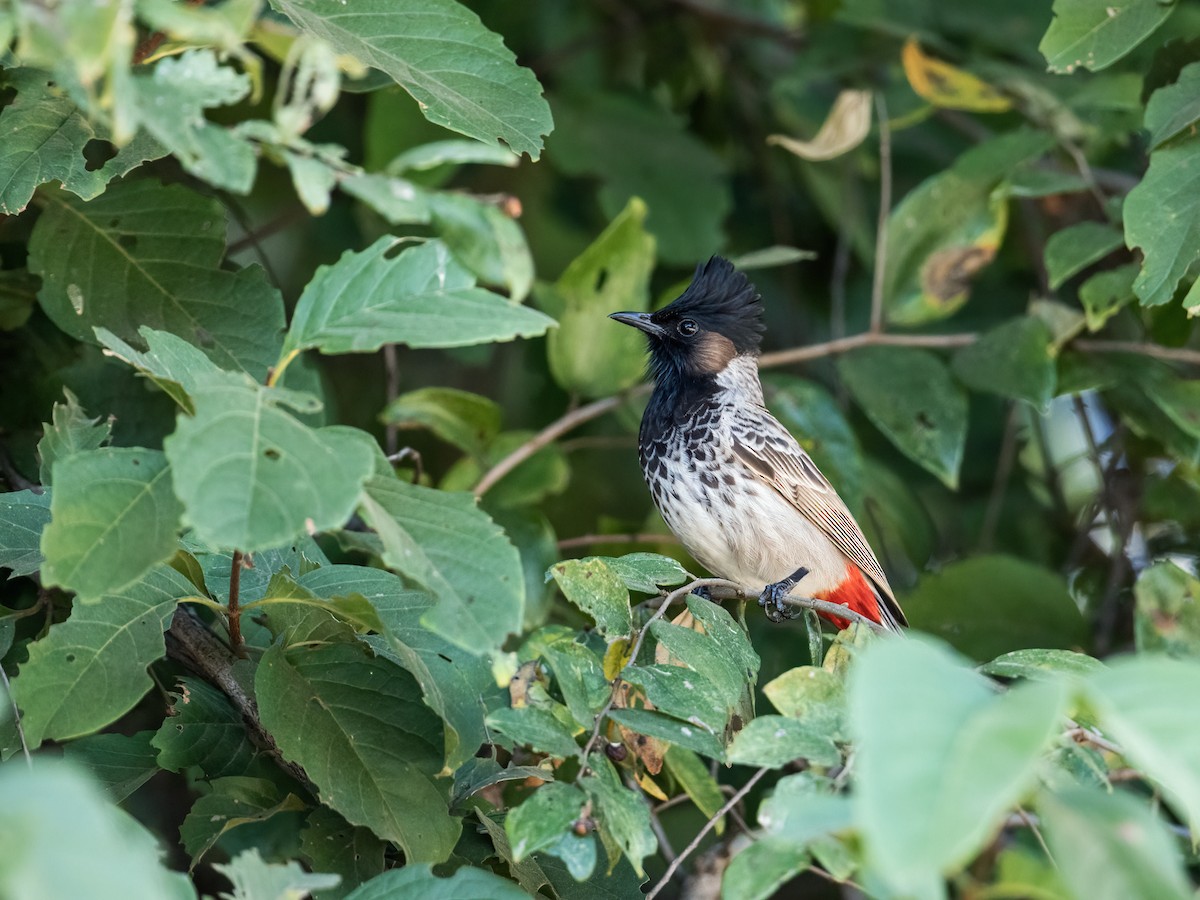 Bulbul à ventre rouge - ML256905601