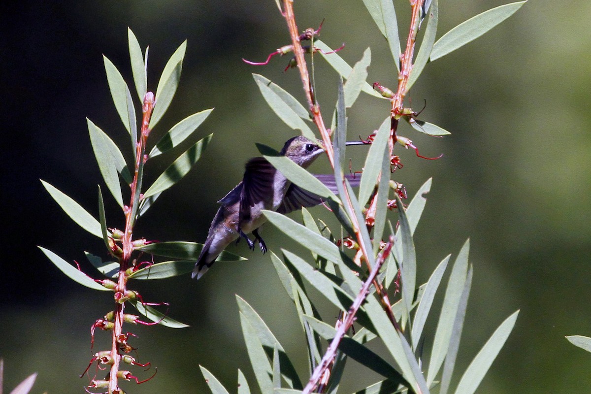 Ruby-throated Hummingbird - ML256905741