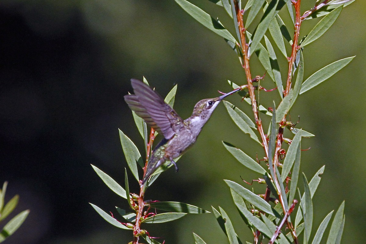 Ruby-throated Hummingbird - ML256905751