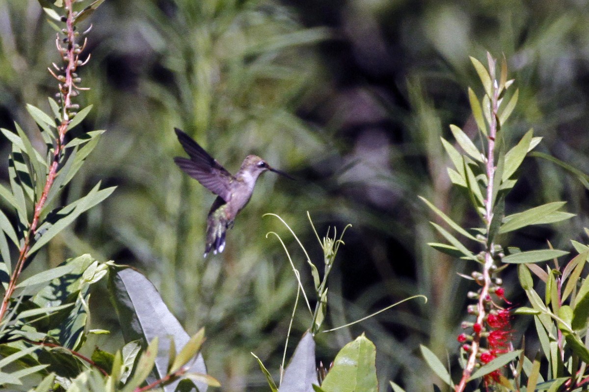 Ruby-throated Hummingbird - ML256905791