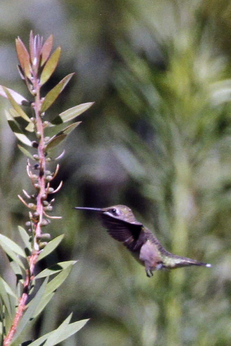 Ruby-throated Hummingbird - ML256905801