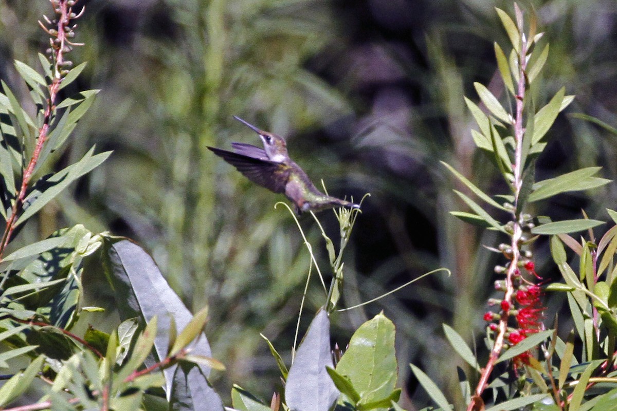 Ruby-throated Hummingbird - ML256905811