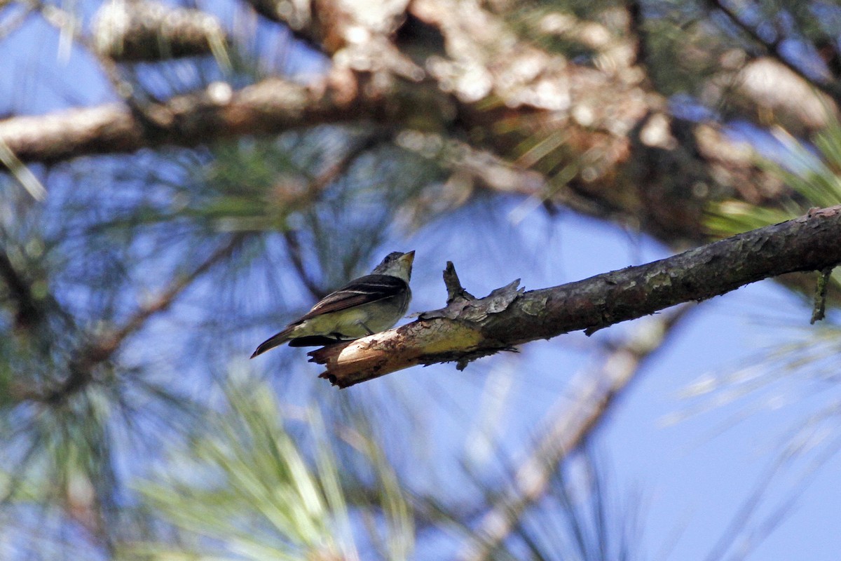 Eastern Wood-Pewee - ML256906251