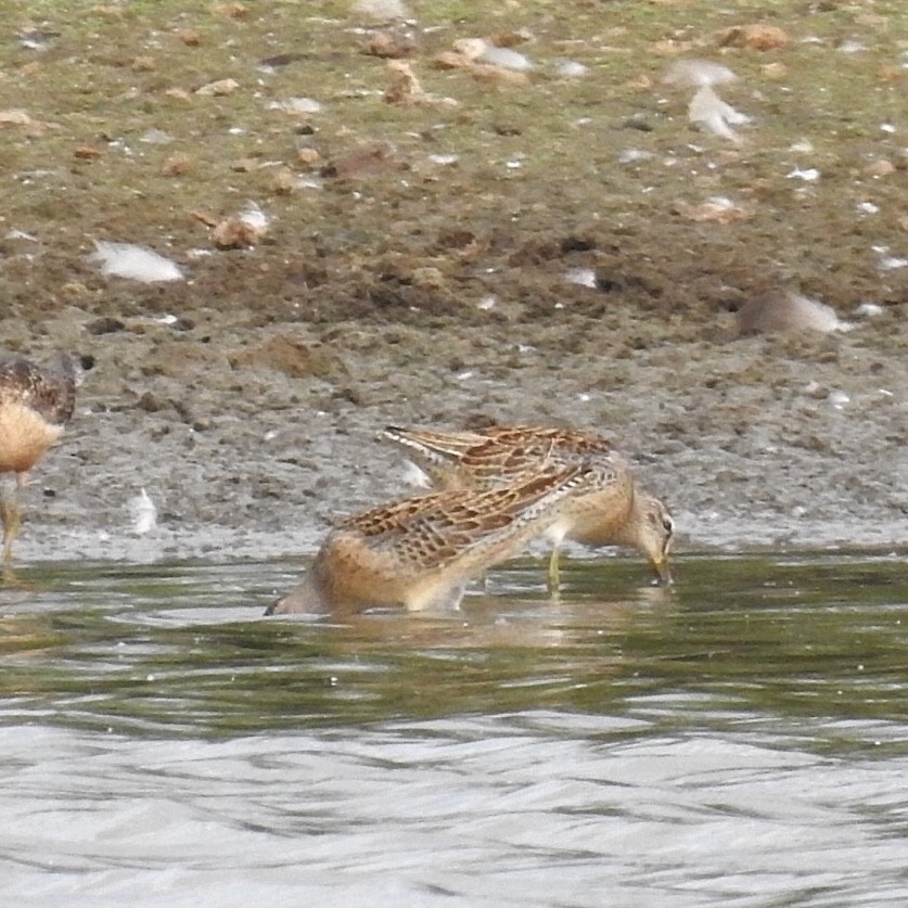 Short-billed Dowitcher - ML256906481