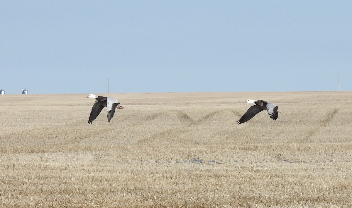 Snow Goose - ML25690691