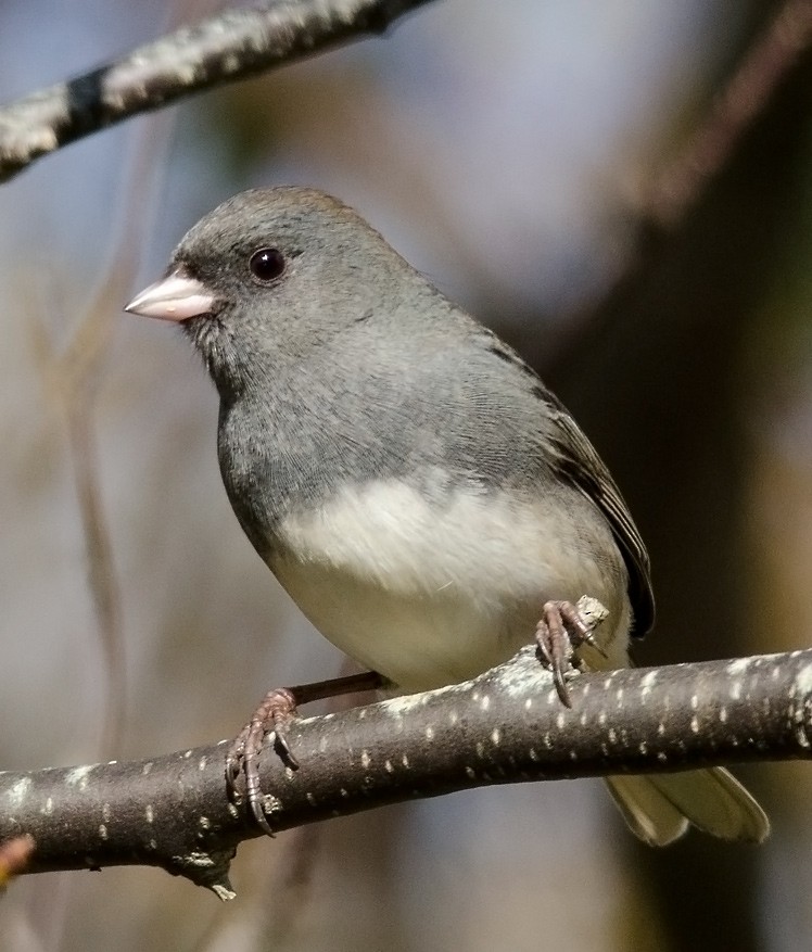 Dark-eyed Junco - Alix d'Entremont