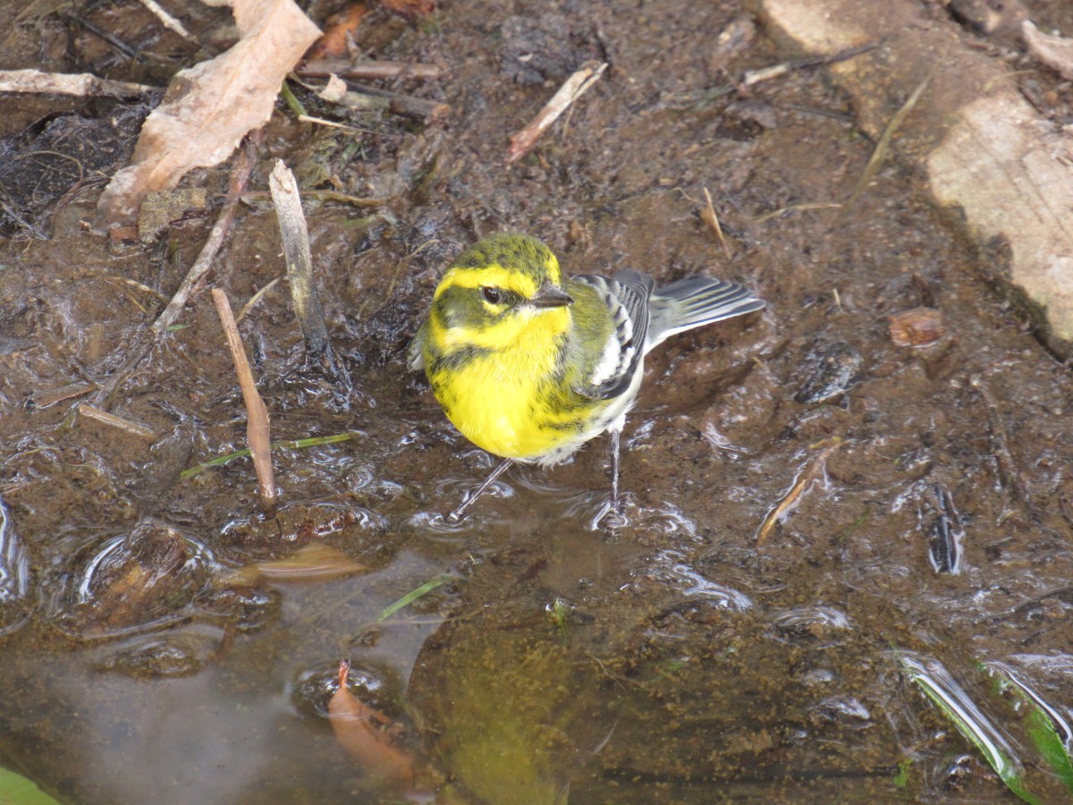 Townsend's Warbler - ML256908101