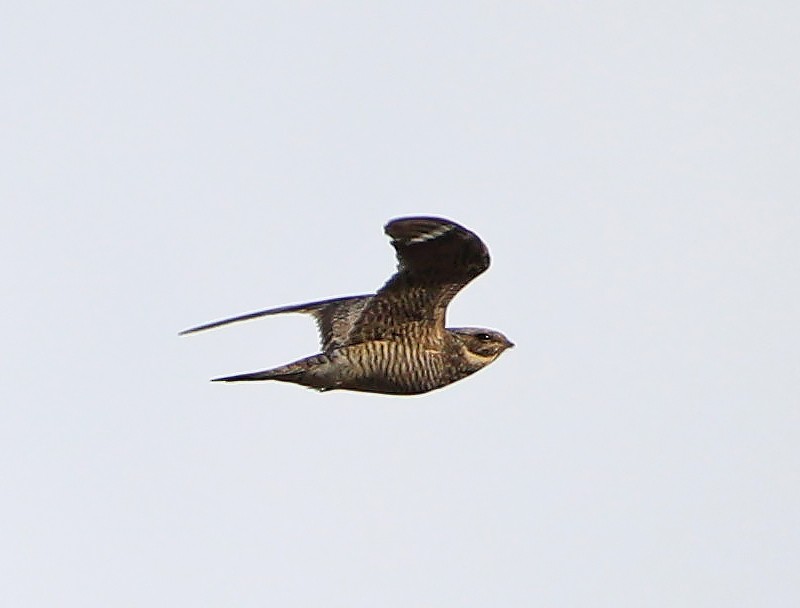 Common Nighthawk - Elizabeth Winter