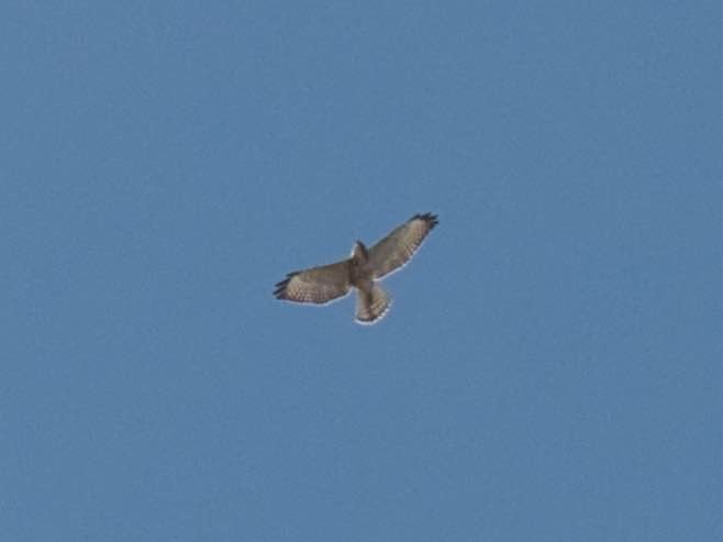 Broad-winged Hawk - Eric Carpenter