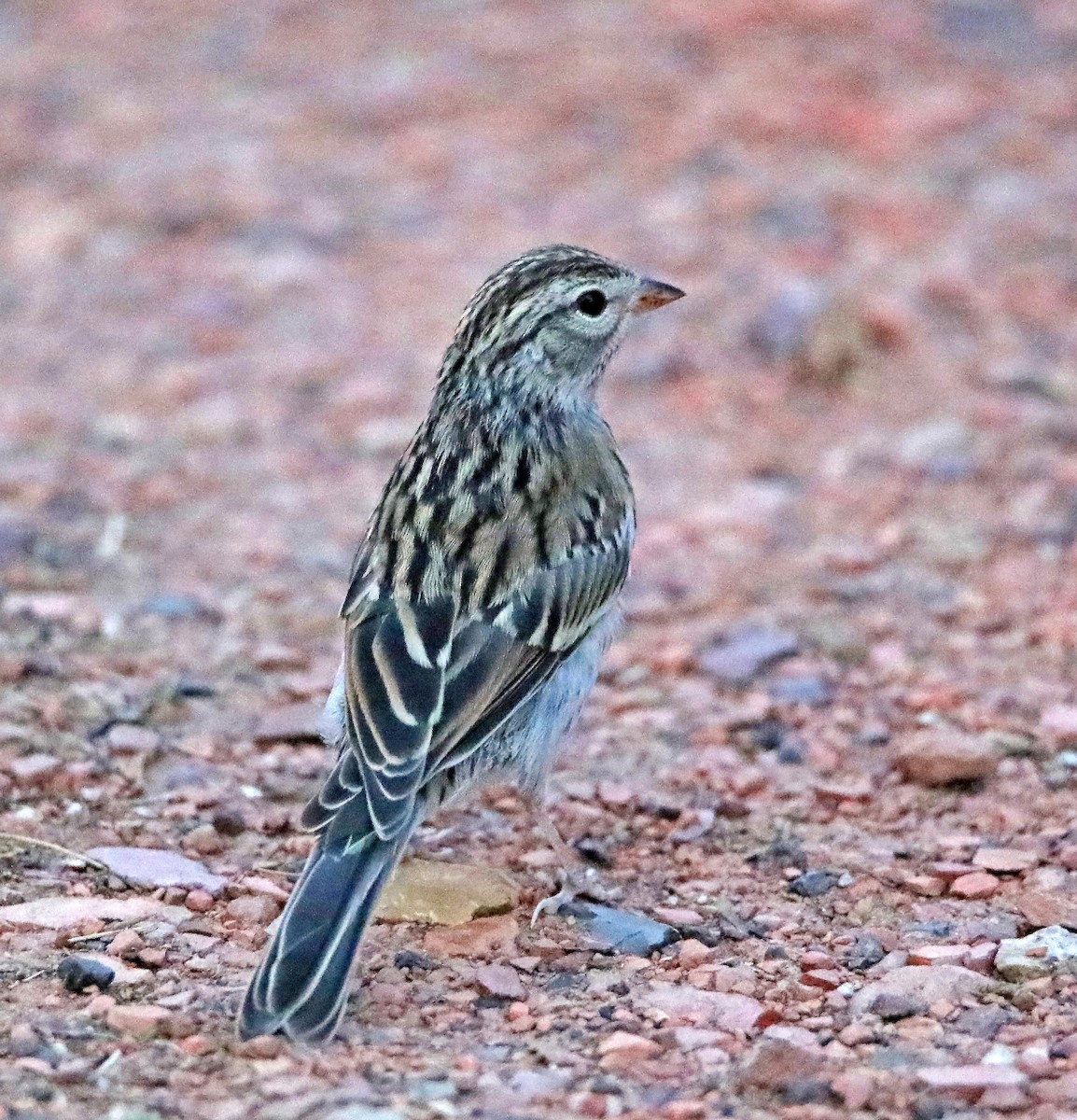 Chipping Sparrow - Elizabeth Winter