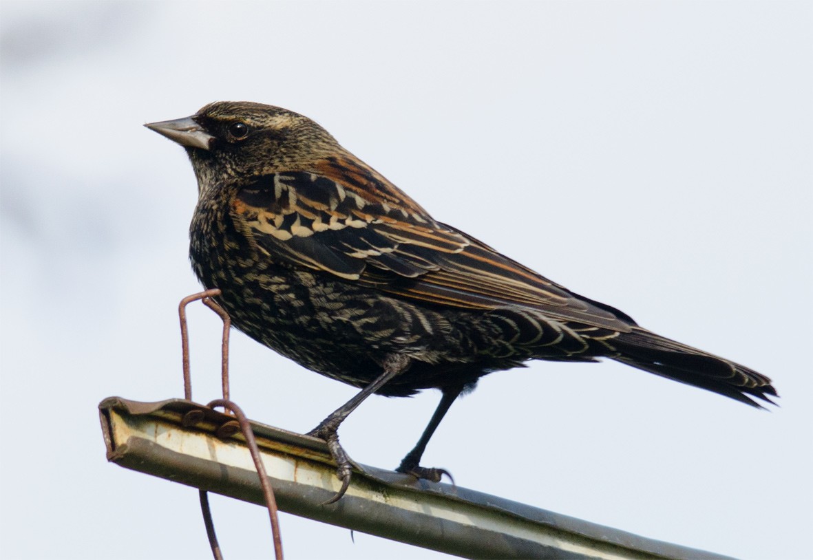 Red-winged Blackbird - ML256911221