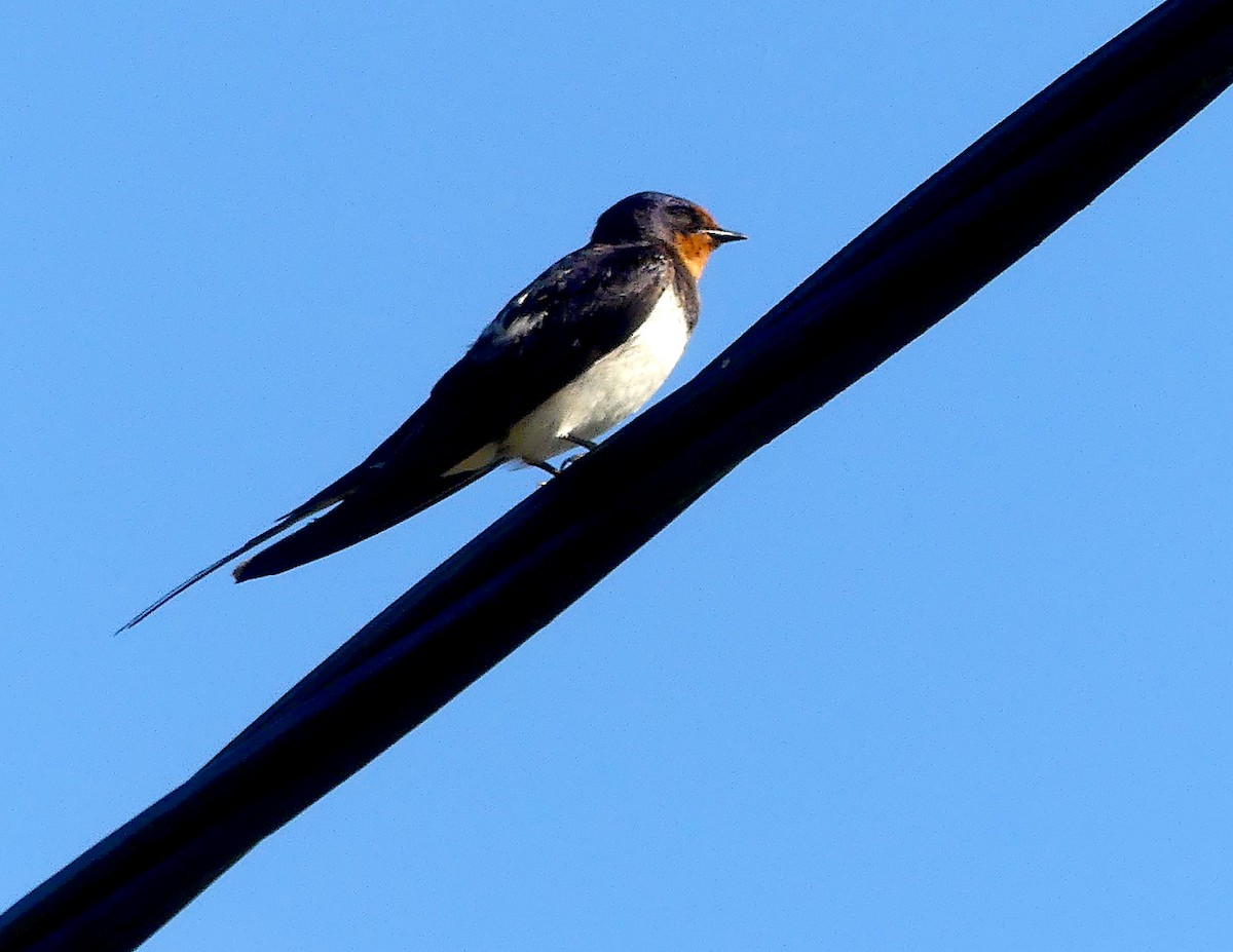 Barn Swallow - ML256911231