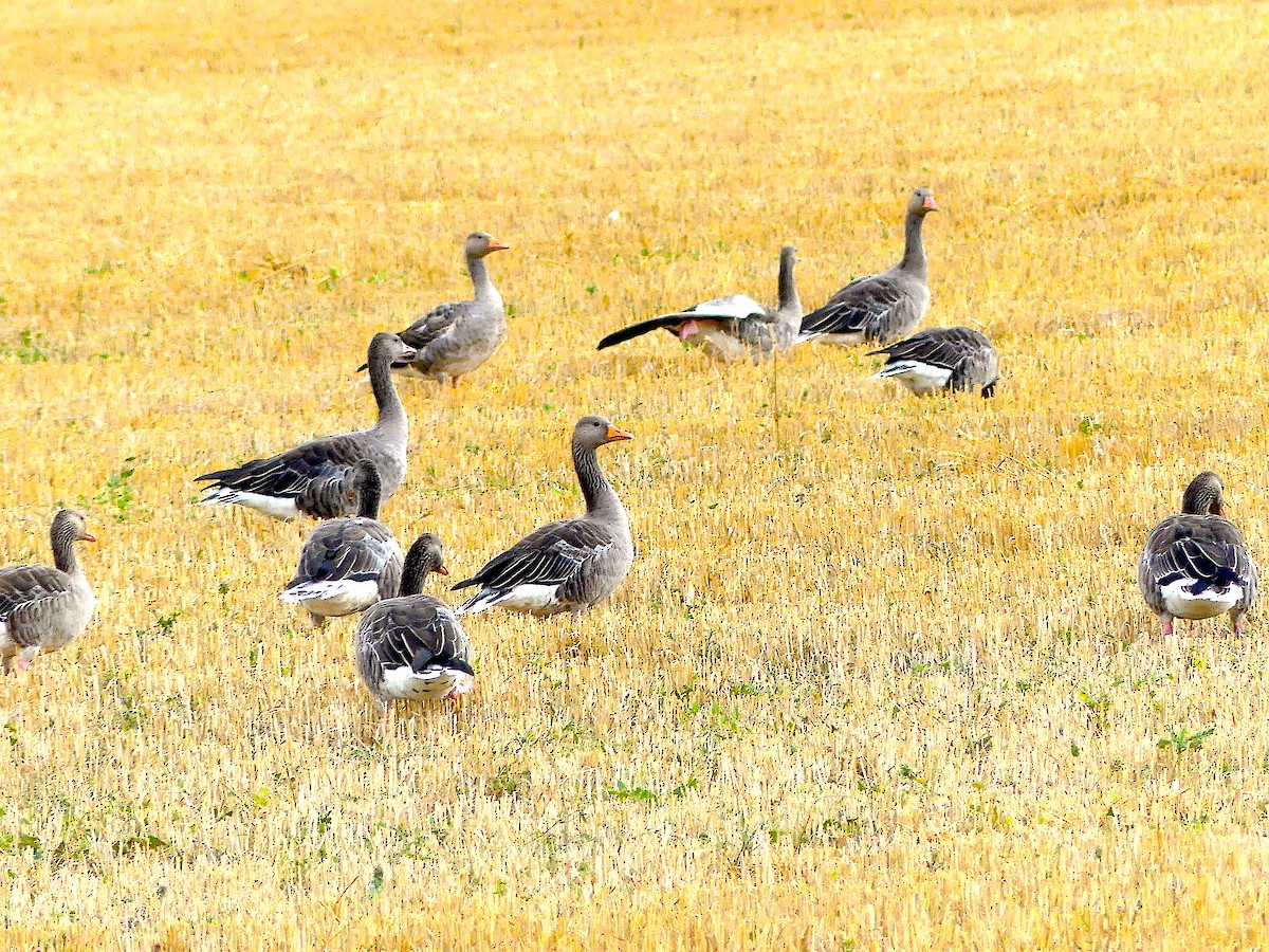 Graylag Goose - ML256911391