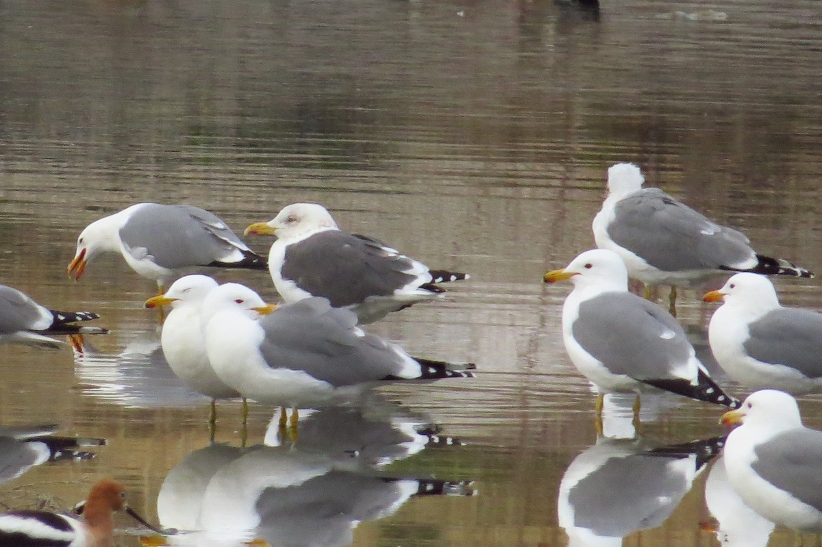 Gaviota Sombría - ML25691261