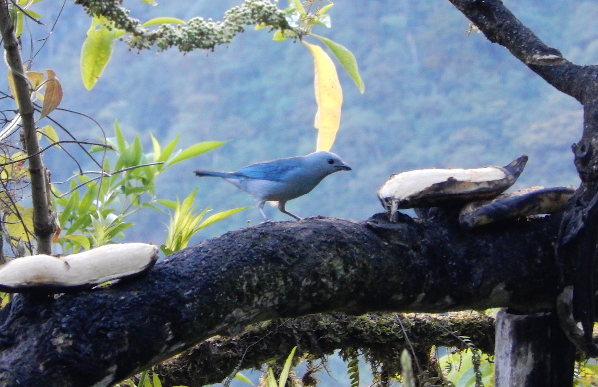 Blue-gray Tanager - ML256914641