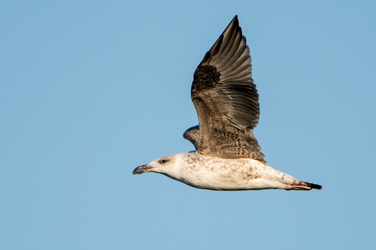 Great Black-backed Gull - Sue Barth