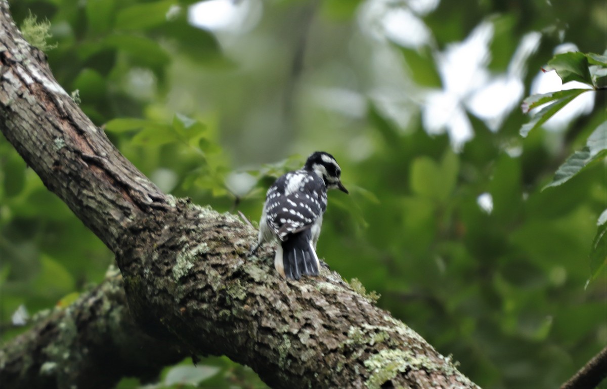 Hairy Woodpecker - ML256919091