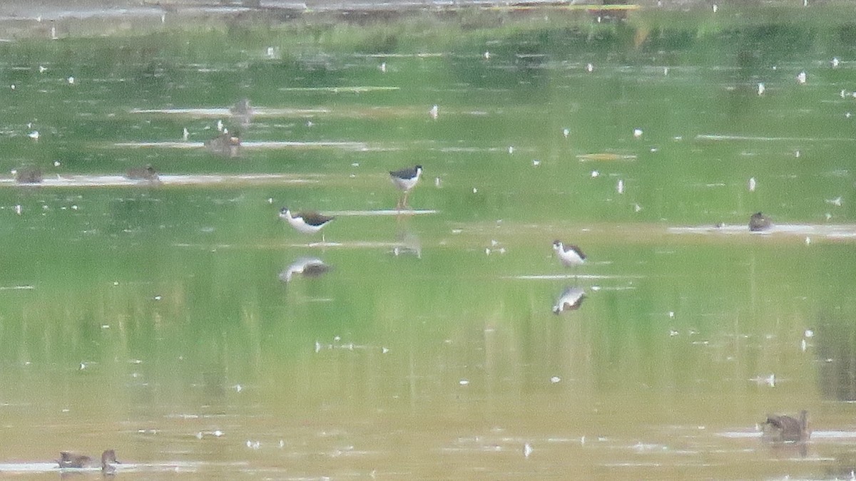 Black-necked Stilt - ML256919181