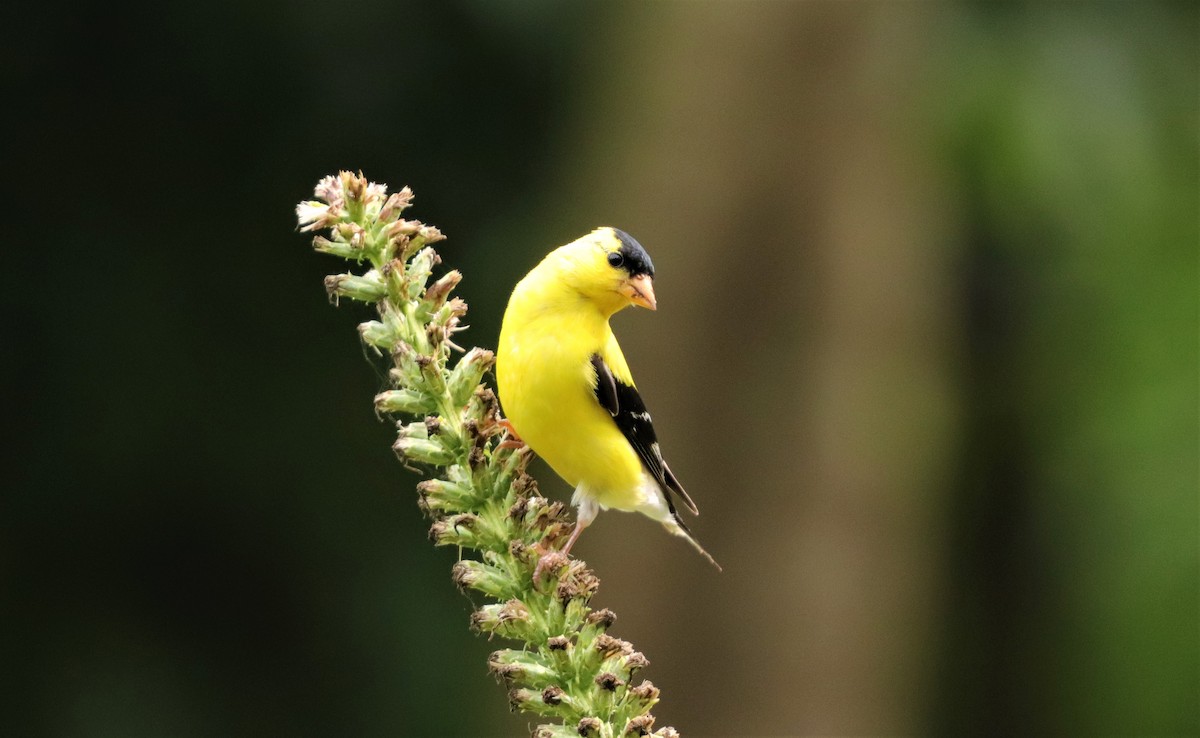 American Goldfinch - ML256919261