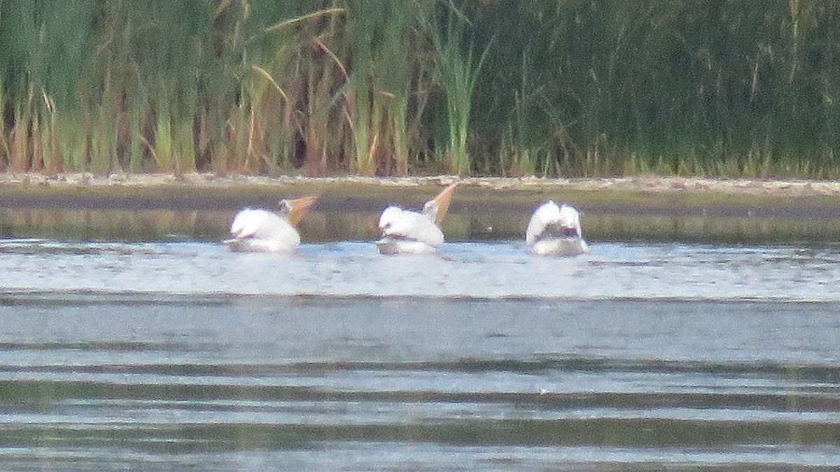 American White Pelican - ML256919961