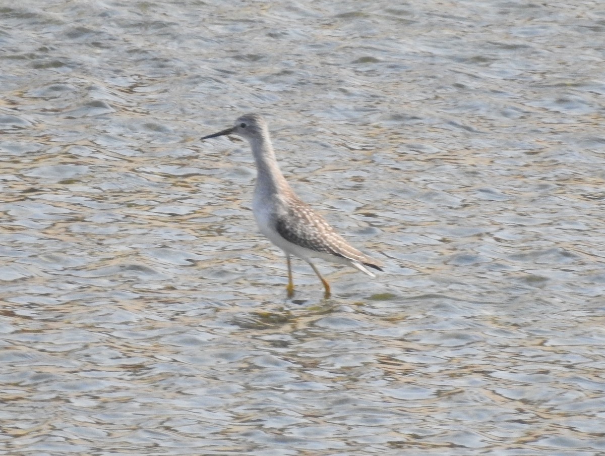 Lesser Yellowlegs - Andrew Birch