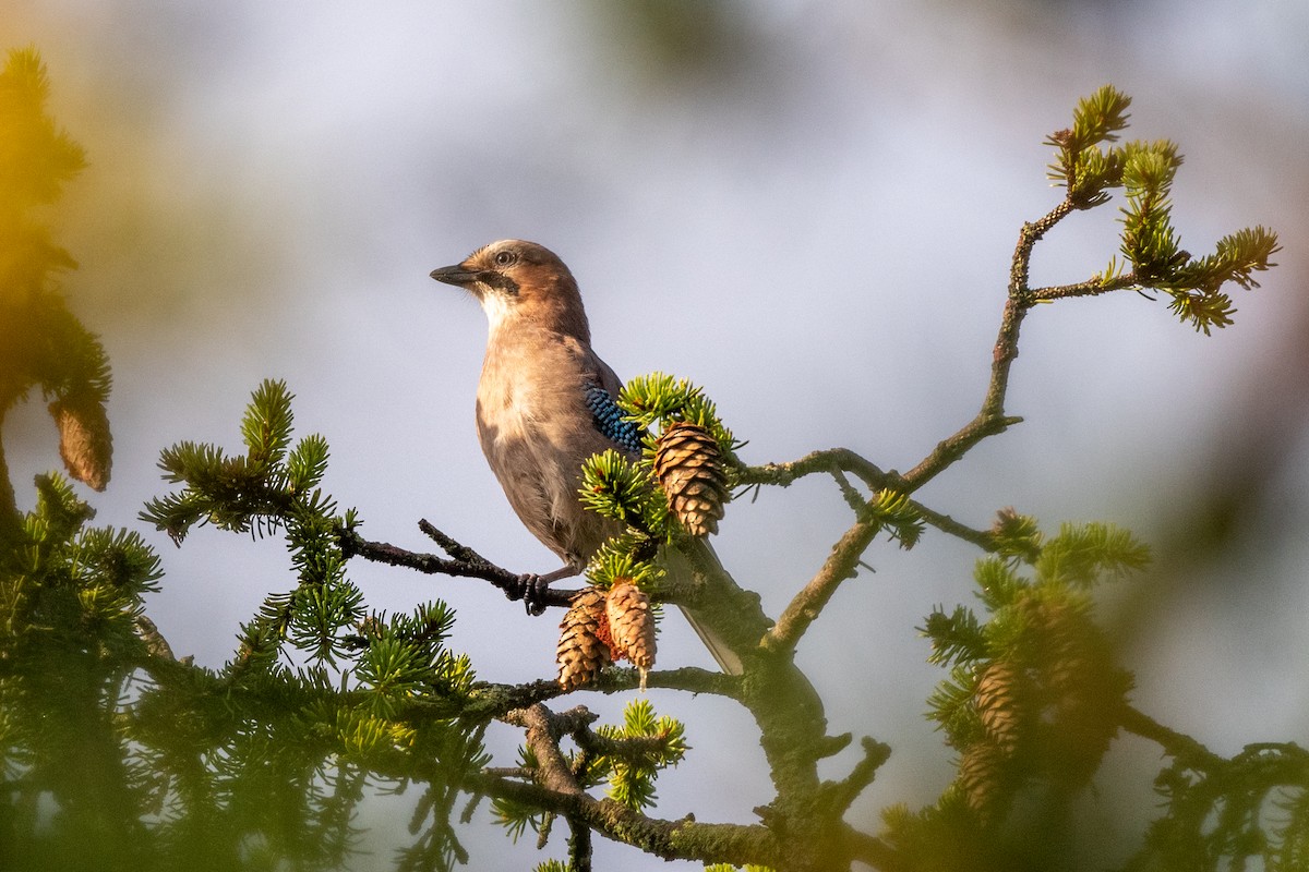 Eurasian Jay - ML256921001