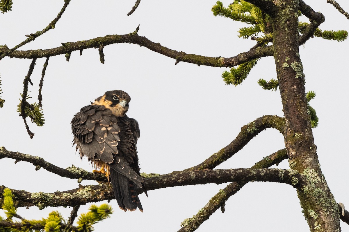 Eurasian Hobby - ML256921011