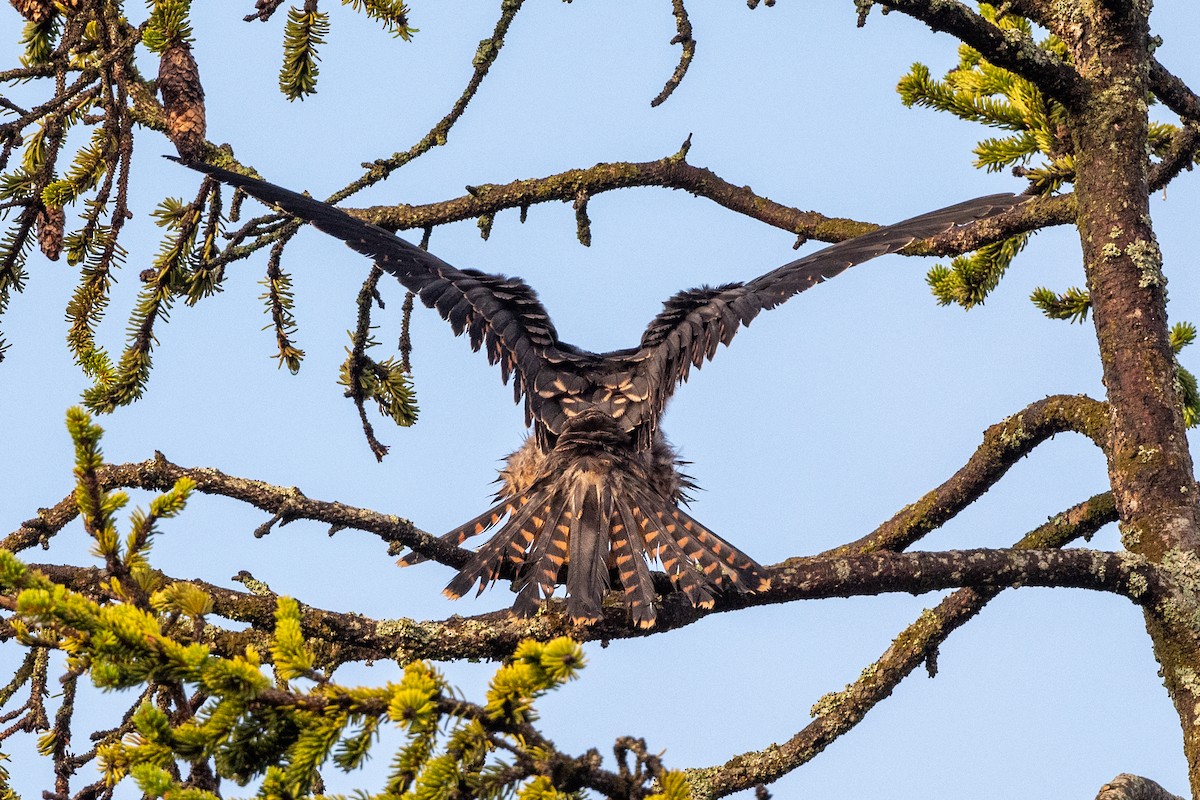 Eurasian Hobby - ML256921051