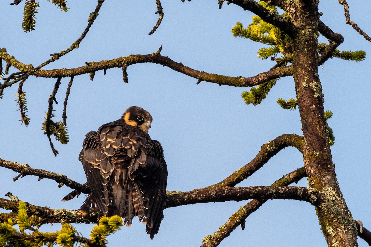 Eurasian Hobby - ML256921061