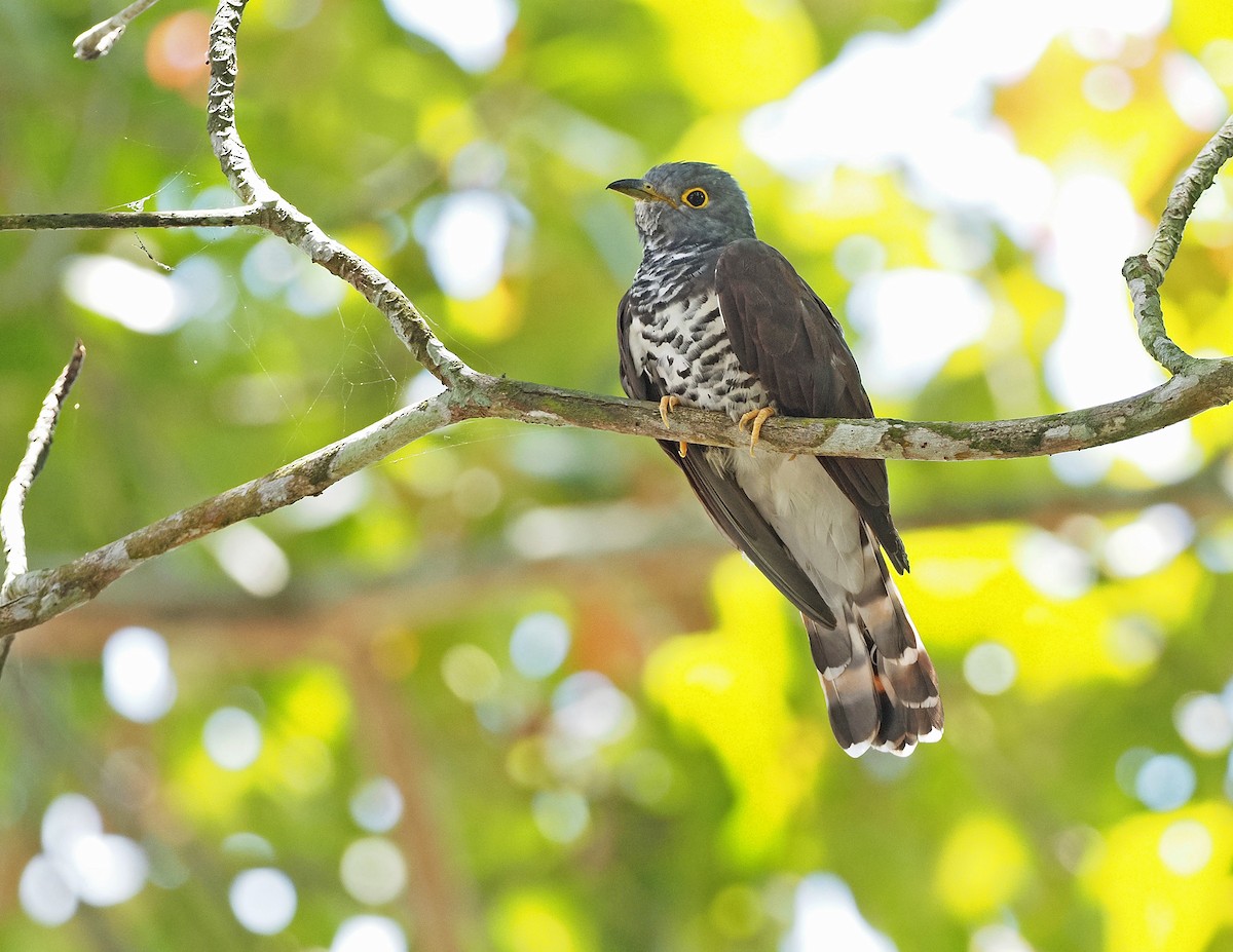 Sulawesi Cuckoo - ML256921441