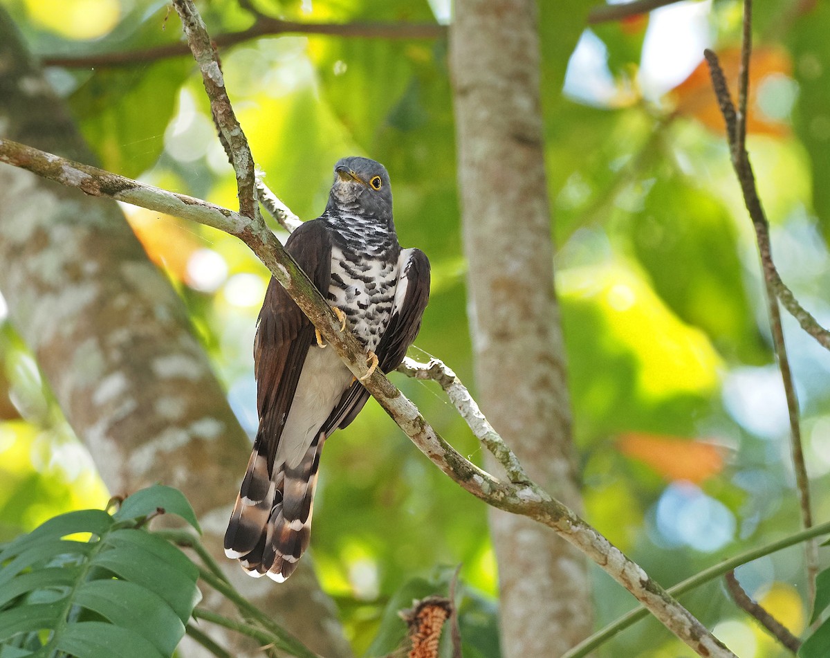 Sulawesi Cuckoo - ML256921451