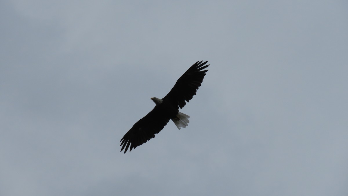 Bald Eagle - ML256923391