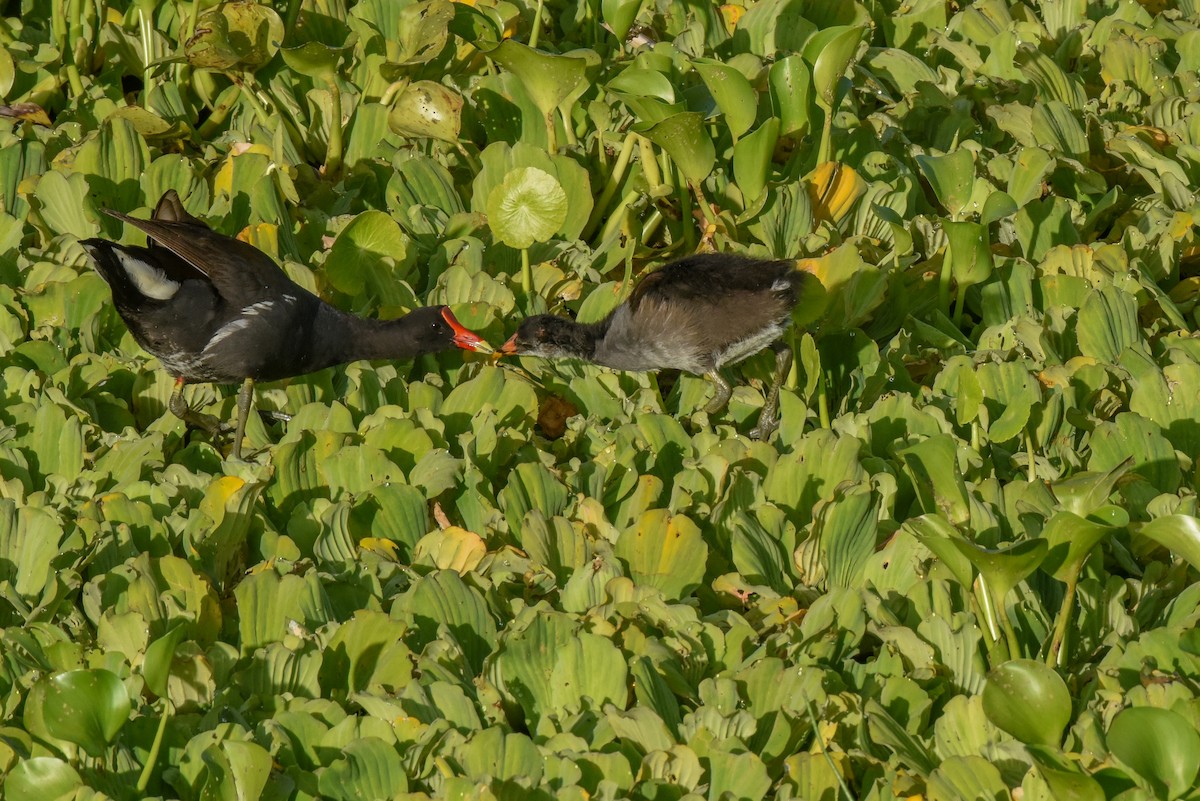 Gallinule d'Amérique - ML256923411