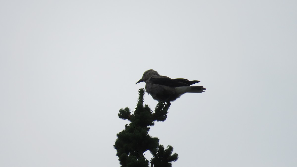 Clark's Nutcracker - ML256923671