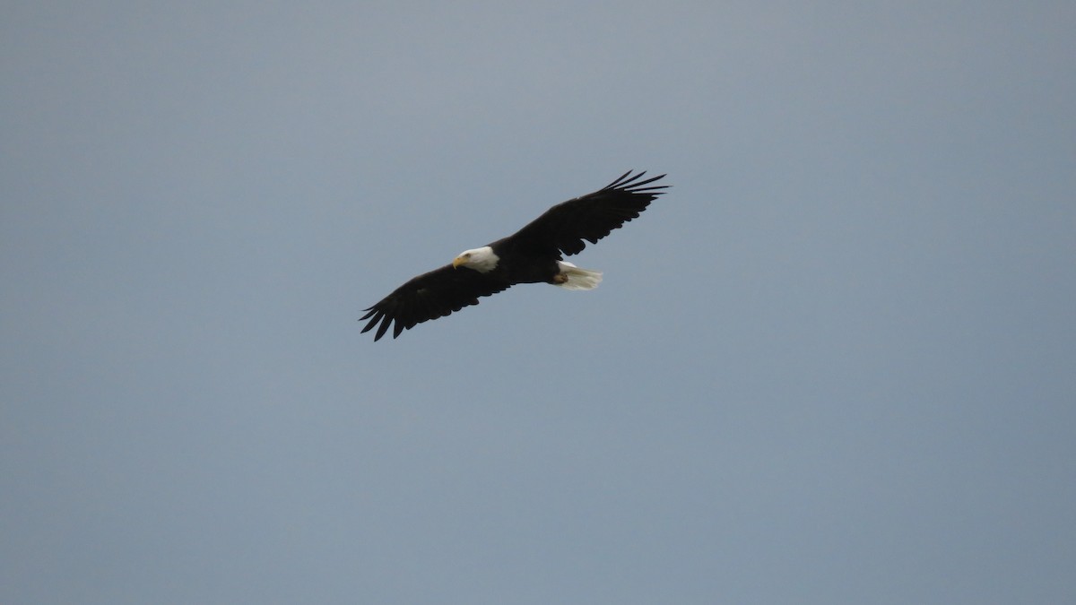 Bald Eagle - ML256923691