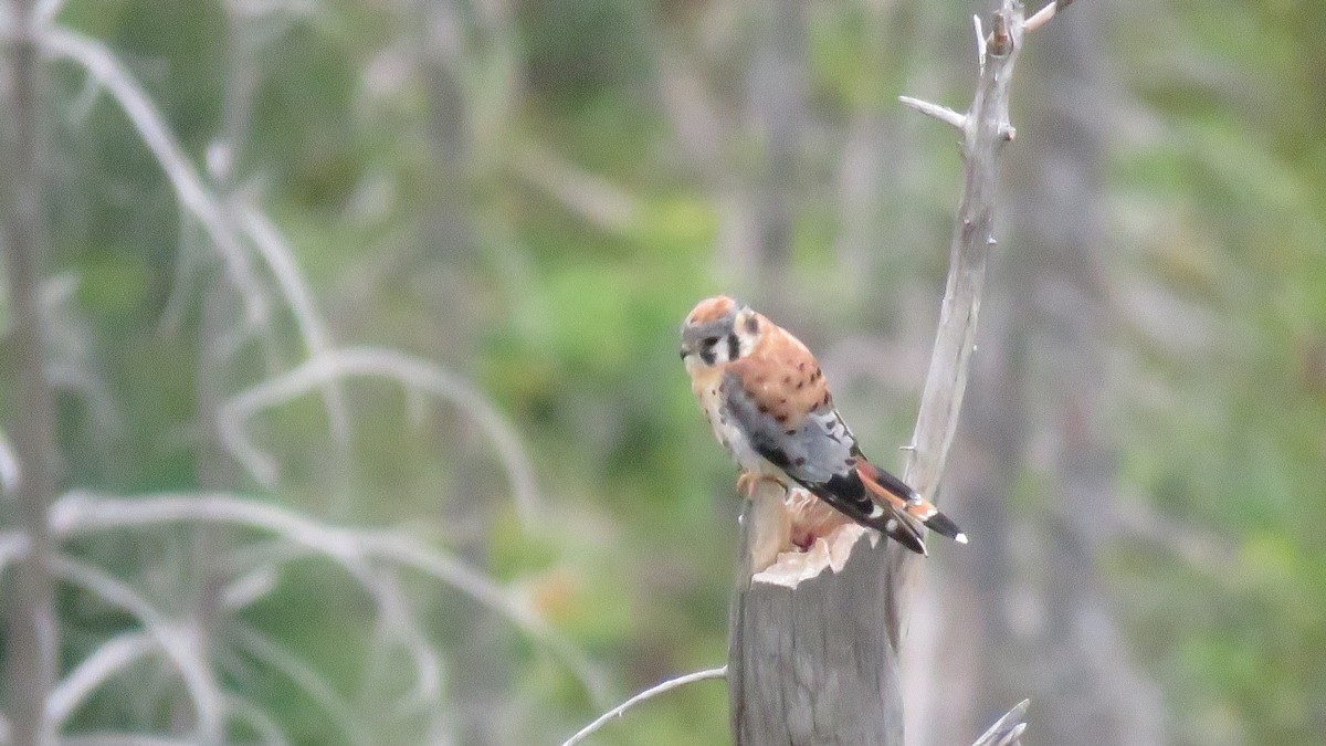 American Kestrel - ML256923891