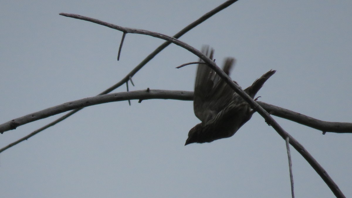 Cassin's Finch - ML256923951